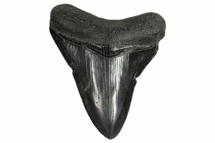 3.15" Fossil Megalodon Tooth - South Carolina
